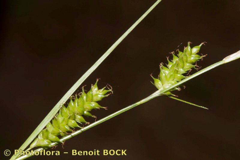 Taken May 15, 2015 by Photoflora - Benoit BOCK (©)