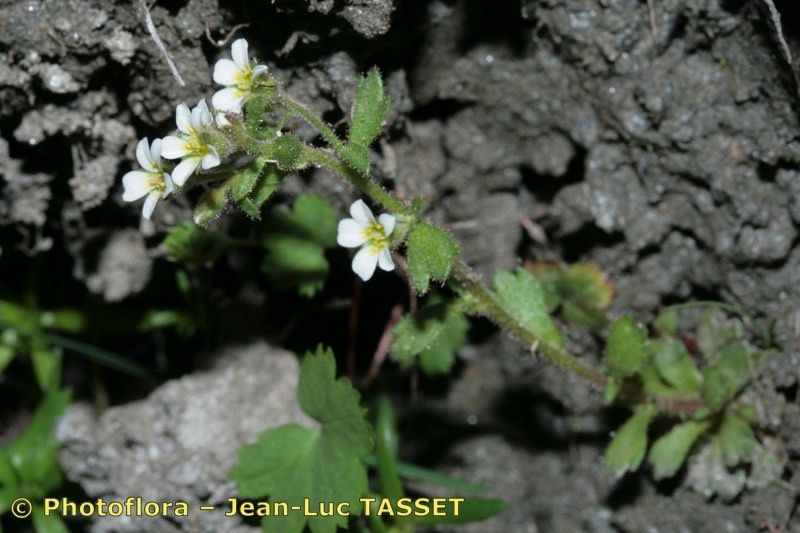 Taken Jul 15, 2009 by Photoflora - Jean-Luc TASSET (©)