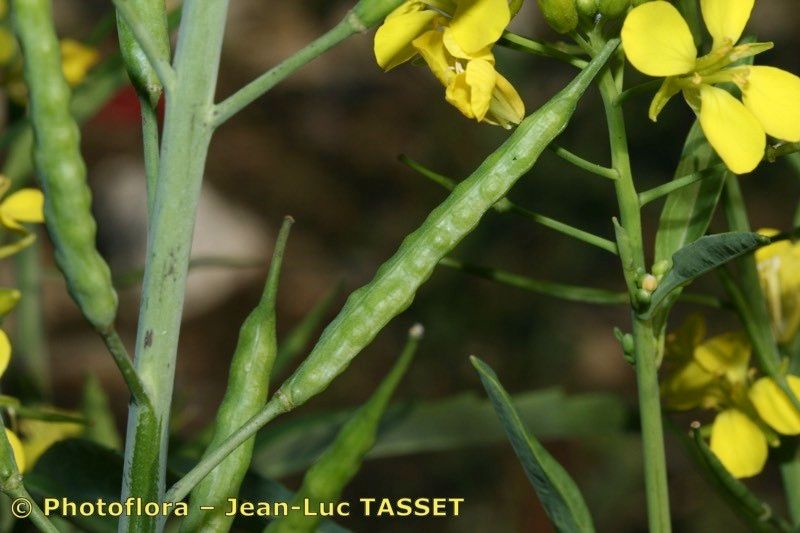 Taken Oct 15, 2008 by Photoflora - Jean-Luc TASSET (©)