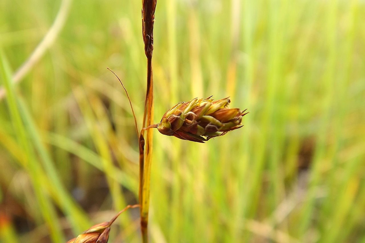 Taken Jun 26, 2014 by Tela Botanica − Florent Beck (cc-by-sa)