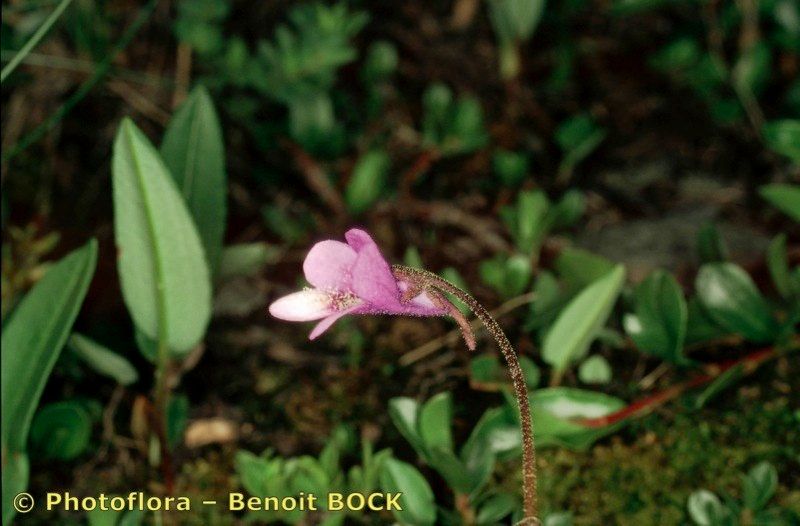 Taken Jul 15, 2002 by Photoflora - Benoit BOCK (©)