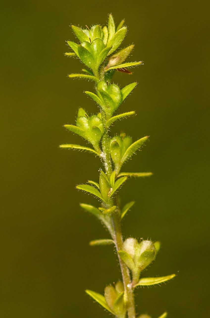 Taken Jun 11, 2013 by Tela Botanica − Jean-Jacques HOUDRÉ (cc-by-sa)