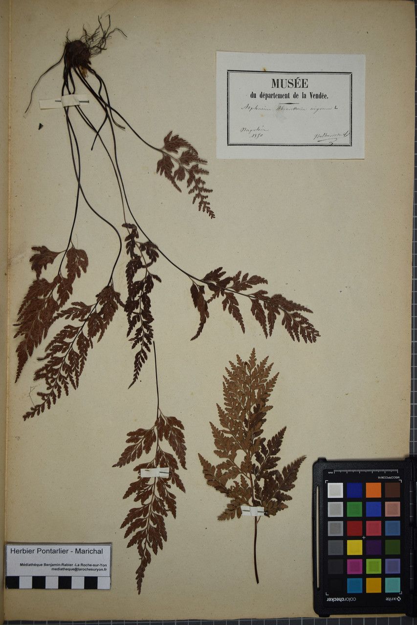 Taken Dec 31, 1849 by Tela Botanica − Herbier PONTARLIER-MARICHAL (cc-by-sa)