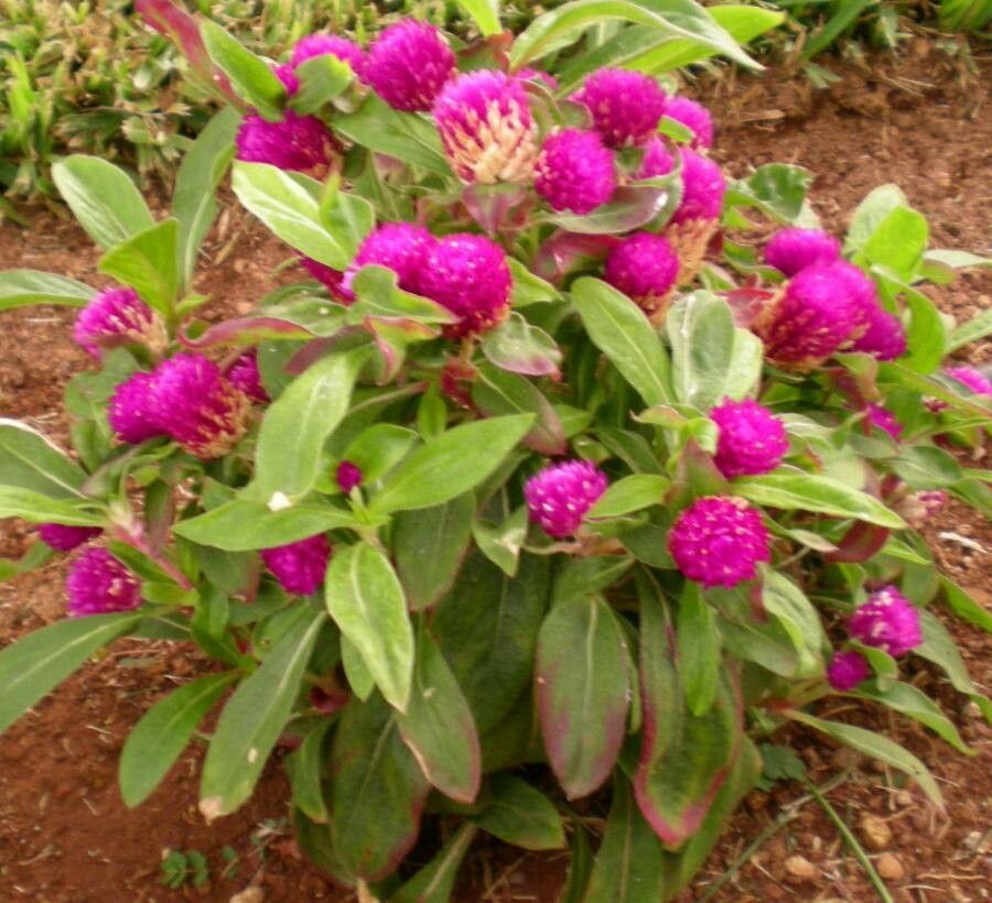 Gomphrena globosa L., Amarantine (Flore mondiale) - Pl@ntNet identify