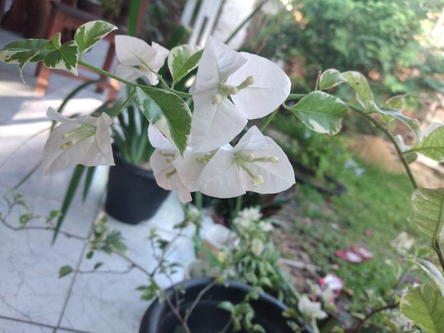 Bougainvillea buttiana Holttum & Standl., Trinitaria enana (Flora mundial)  - Pl@ntNet identify