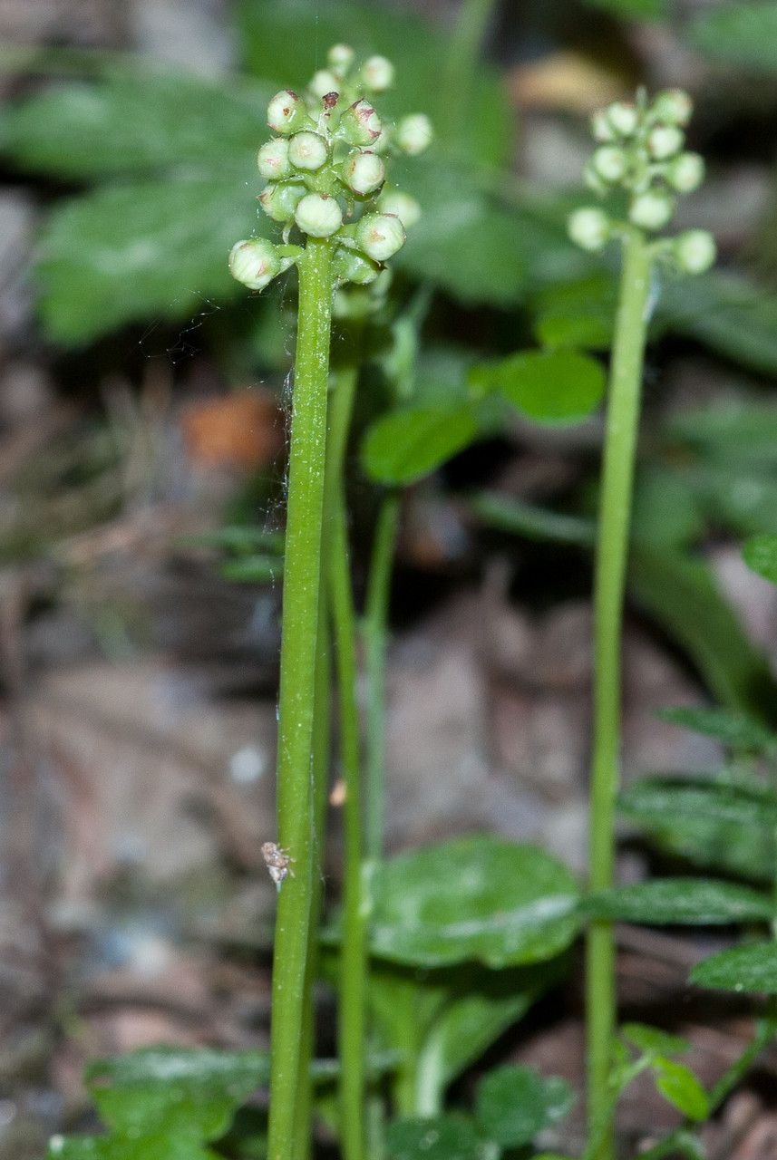 Taken May 24, 2009 by Tela Botanica − Jean-Jacques HOUDRÉ (cc-by-sa)