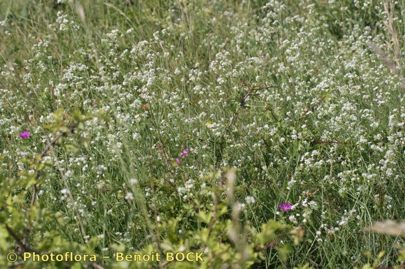 Taken May 15, 2009 by Photoflora - Benoit BOCK (©)