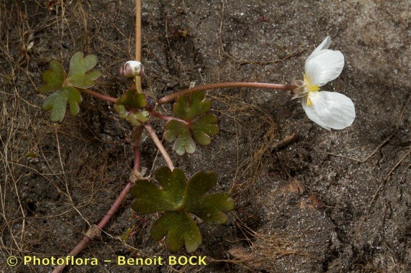 Taken May 15, 2010 by Photoflora - Benoit BOCK (©)