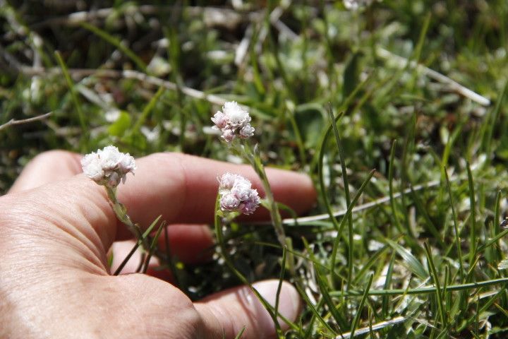 Taken Jun 9, 2014 by Tela Botanica − Fabienne PAIRE (cc-by-sa)