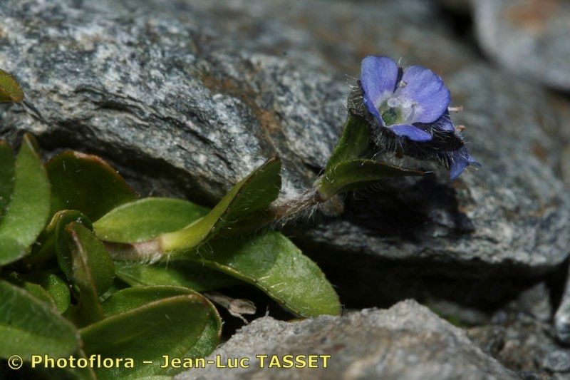 Taken Jul 15, 2007 by Photoflora - Jean-Luc TASSET (©)