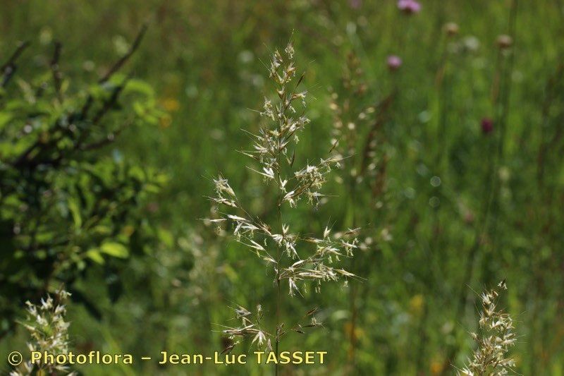 Taken Jul 15, 2018 by Photoflora - Jean-Luc TASSET (©)