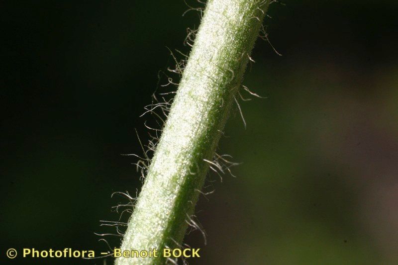 Taken Jul 15, 2006 by Photoflora - Benoit BOCK (©)