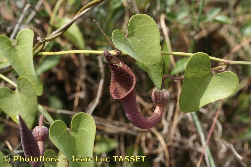 Taken Apr 15, 2007 by Photoflora - Jean-Luc TASSET (©)