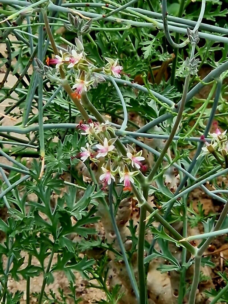 Pelargonium ceratophyllum L'Hér. (World flora) - Pl@ntNet identify