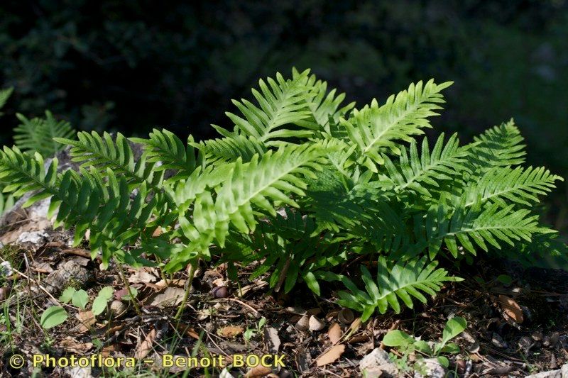 Taken Oct 15, 2009 by Photoflora - Benoit BOCK (©)