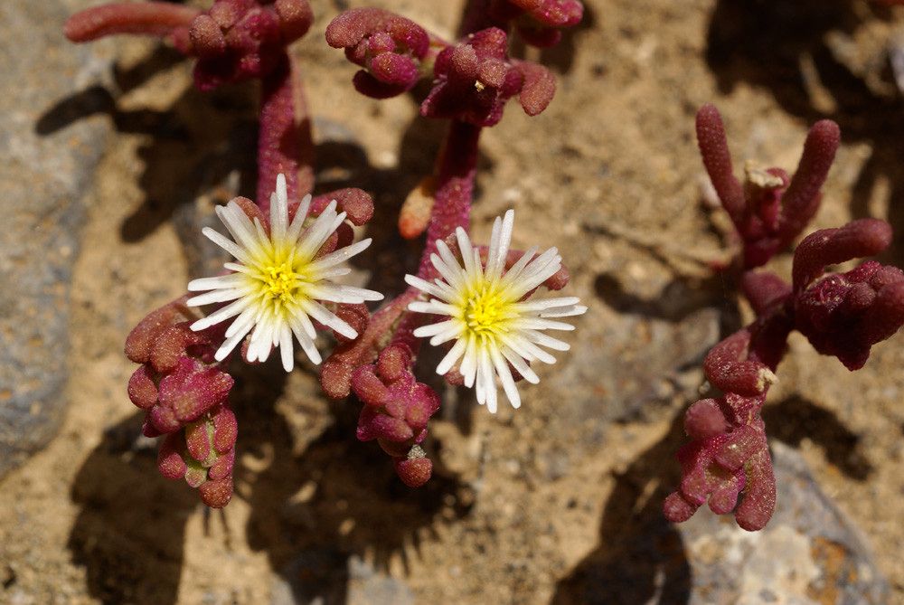 Taken Jun 27, 2010 by Tela Botanica − Liliane Roubaudi (cc-by-sa)