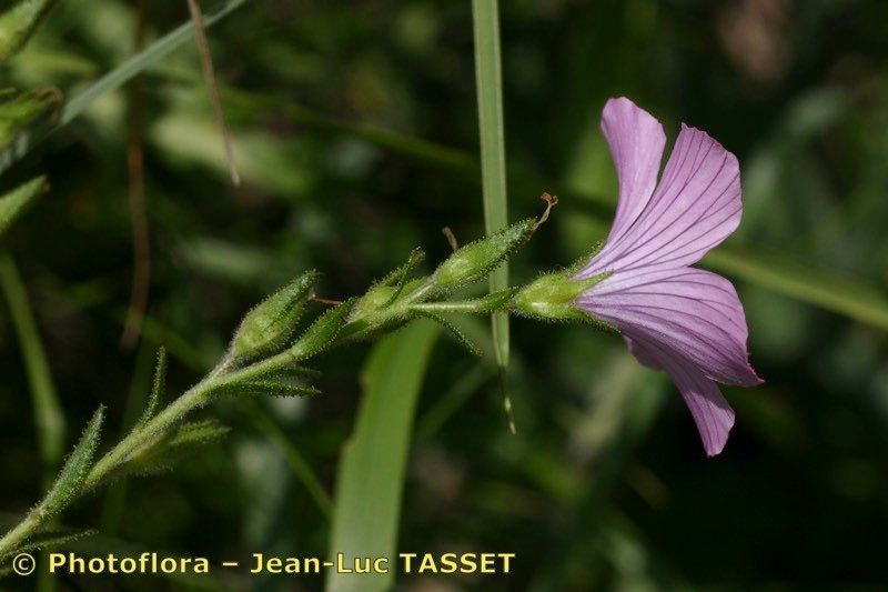 Taken Jul 15, 2005 by Photoflora - Jean-Luc TASSET (©)