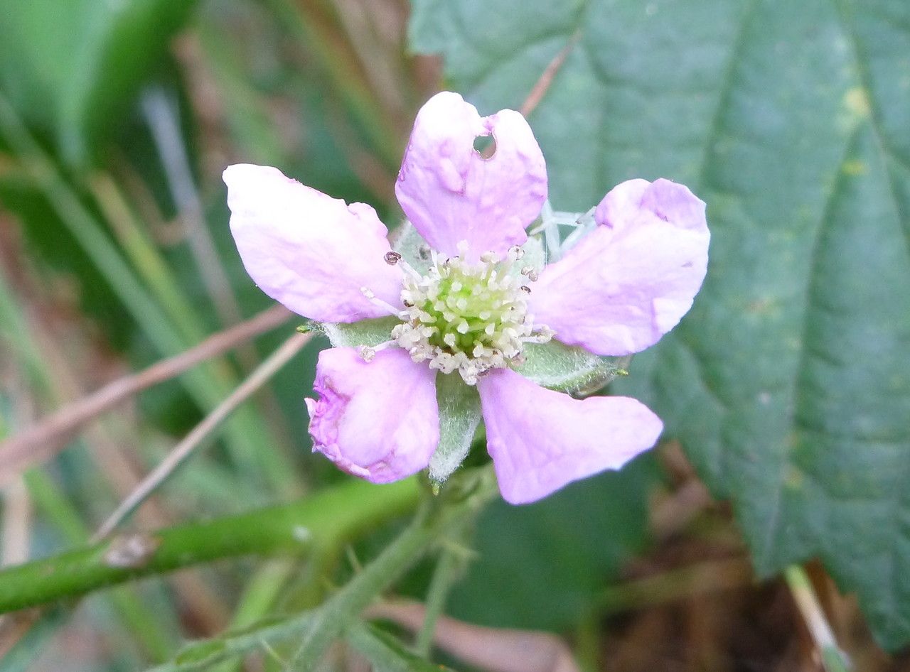 Taken Jul 25, 2015 by Tela Botanica − David MERCIER (cc-by-sa)