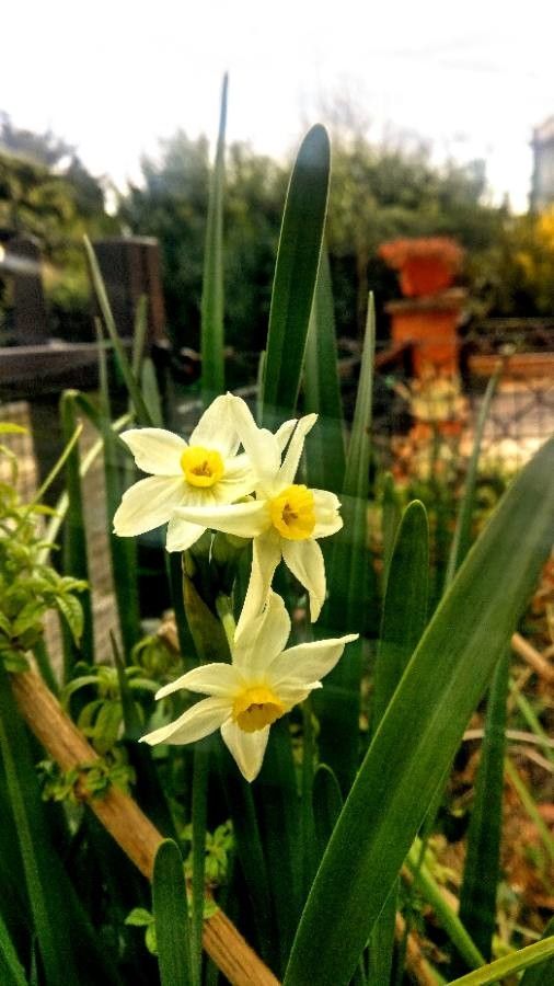 Narcissus tazetta L., Narcisse à bouquet (Flore mondiale) - Pl@ntNet  identify