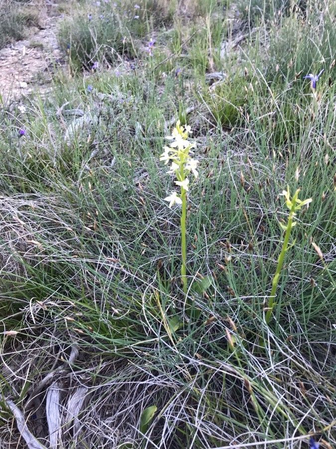 Lesser butterfly-orchid