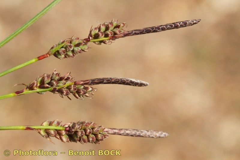 Taken Aug 15, 2013 by Photoflora - Benoit BOCK (©)