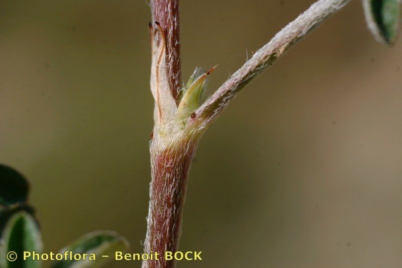 Taken May 15, 2006 by Photoflora - Benoit BOCK (©)