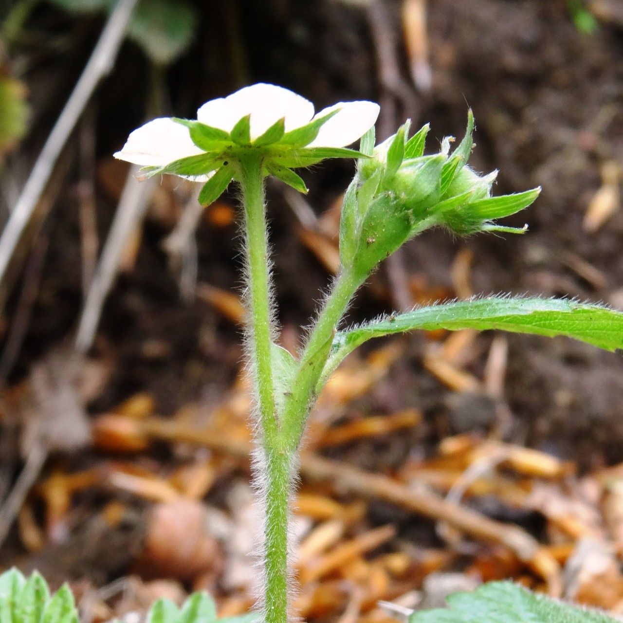 Taken May 19, 2015 by Tela Botanica − Alain BIGOU (cc-by-sa)