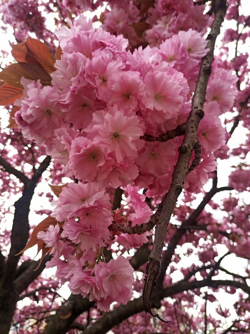 Observation: Prunus serrulata Lindl. (Katarzyna Byk Apr 29, 2023 ...