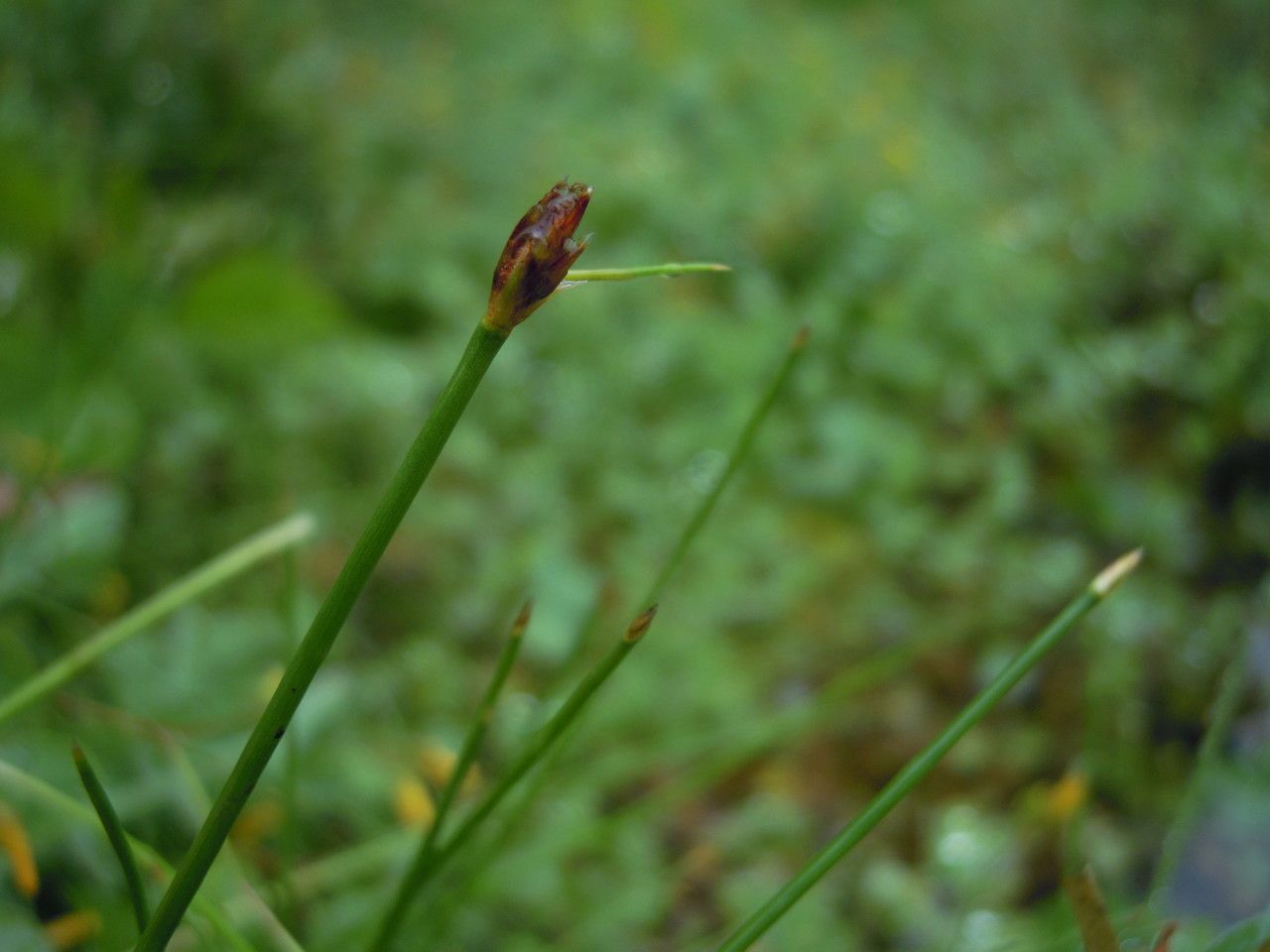 Taken Jul 30, 2012 by Tela Botanica − David MERCIER (cc-by-sa)