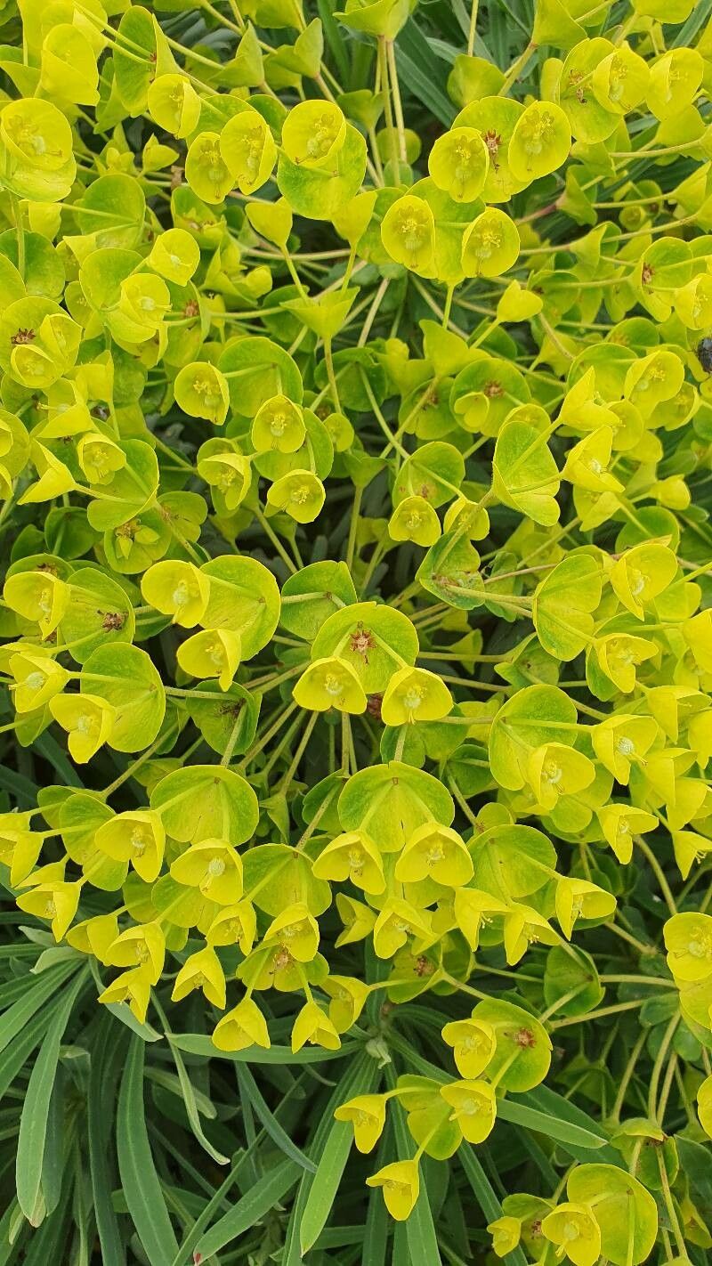 Observation : Euphorbia segetalis L. (Gerhard Müller 23 avr. 2023 ...