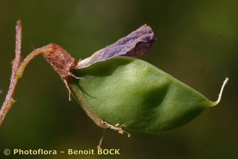 Taken Aug 15, 2006 by Photoflora - Benoit BOCK (©)