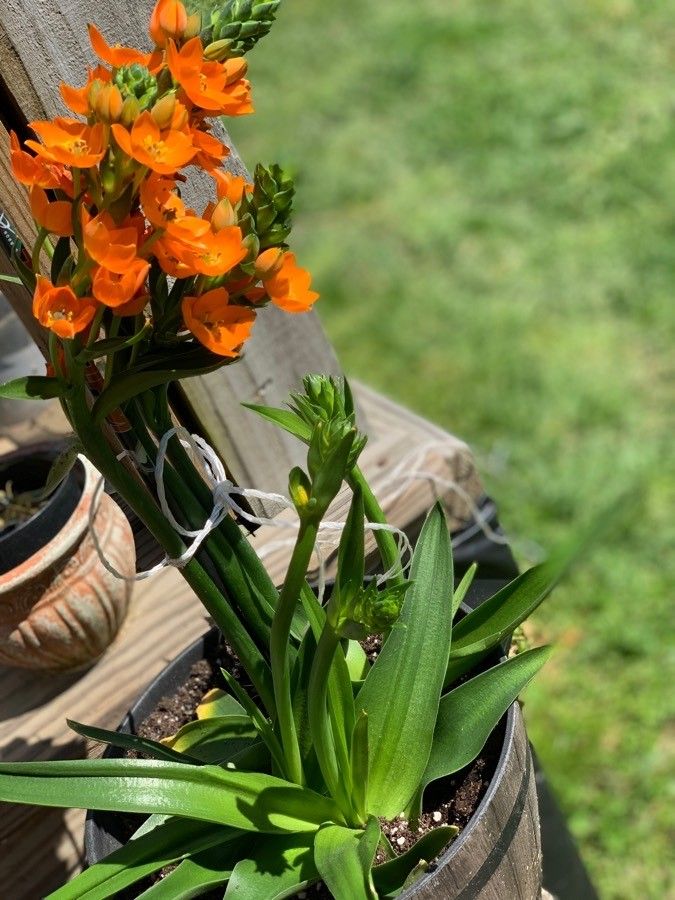 ornithogalum dubium