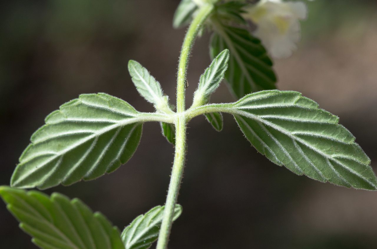 Taken Aug 16, 2012 by Tela Botanica − Jean-Jacques HOUDRÉ (cc-by-sa)