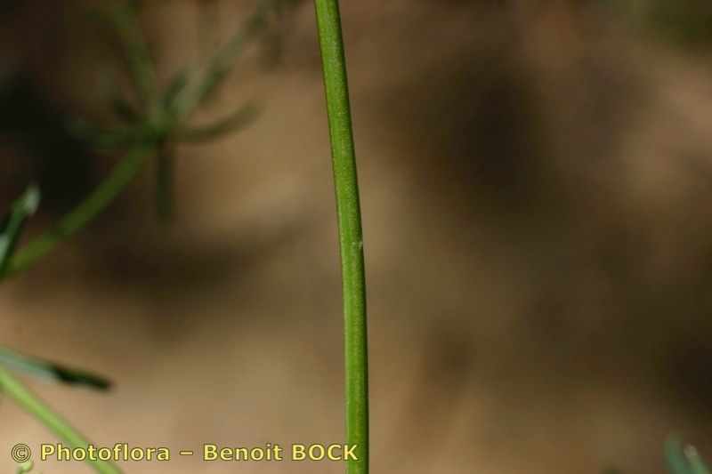 Taken Jul 15, 2005 by Photoflora - Benoit BOCK (©)