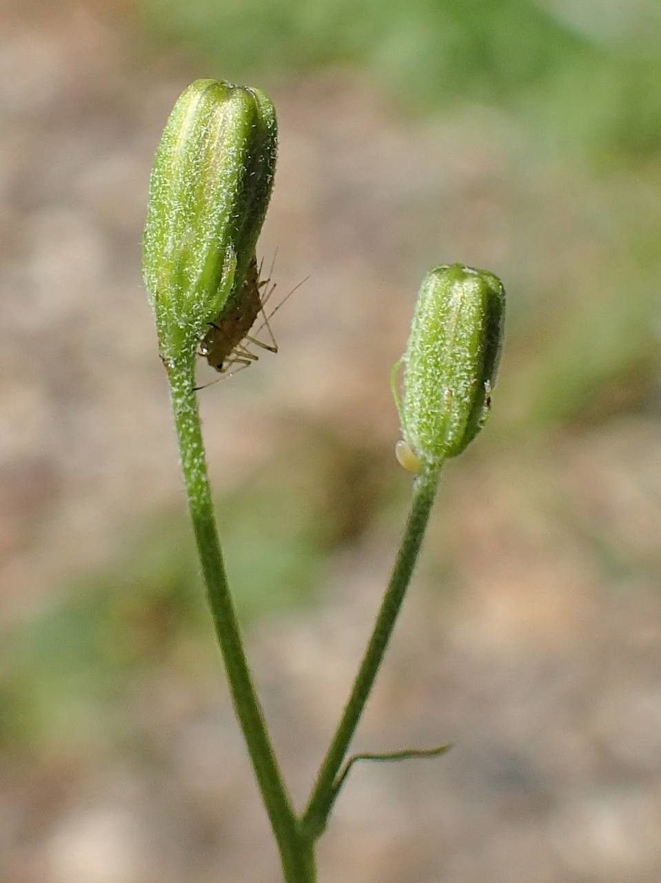 Green crepis