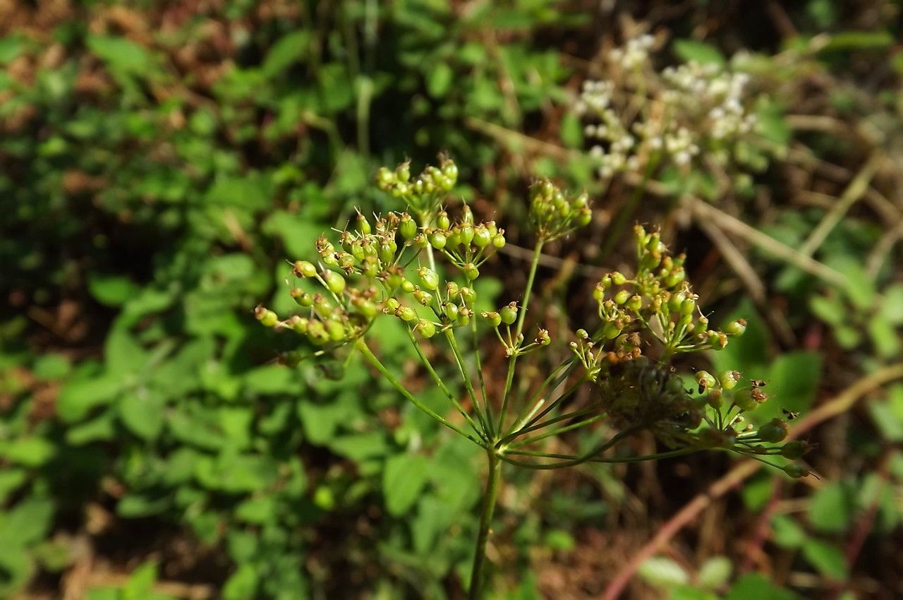 Taken Sep 28, 2016 by Tela Botanica − Florent BECK (cc-by-sa)