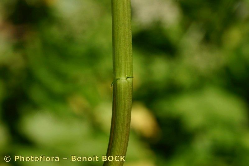 Taken Jul 15, 2005 by Photoflora - Benoit BOCK (©)