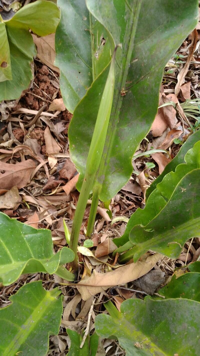 Anthurium hookeri Kunth, Anturium Gelombang Cinta (World flora) - Pl ...