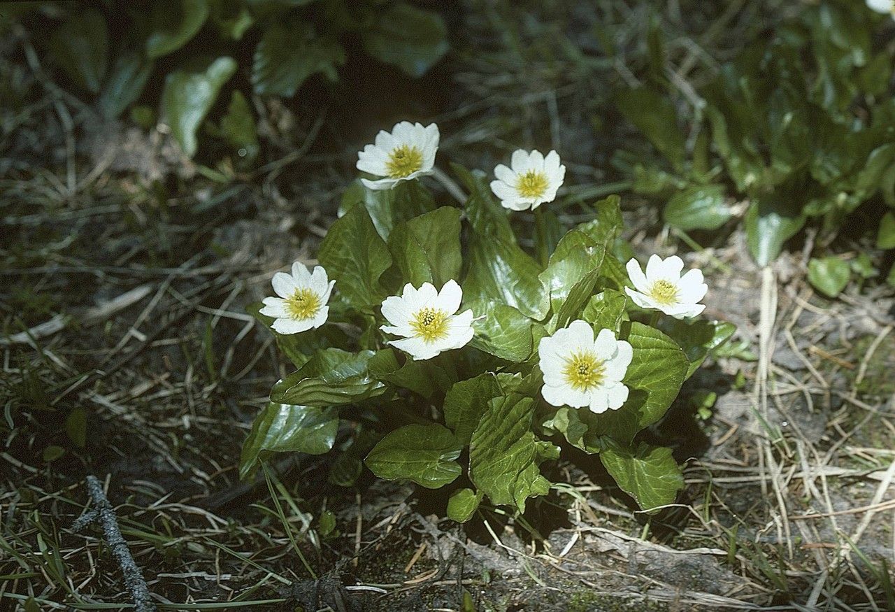 Taken Jan 1, 1900 by EOL − Wagner, W.L. (cc-by-nc-sa)