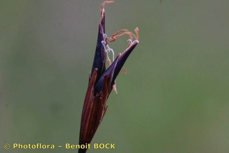 Taken Aug 15, 2005 by Photoflora - Benoit BOCK (©)