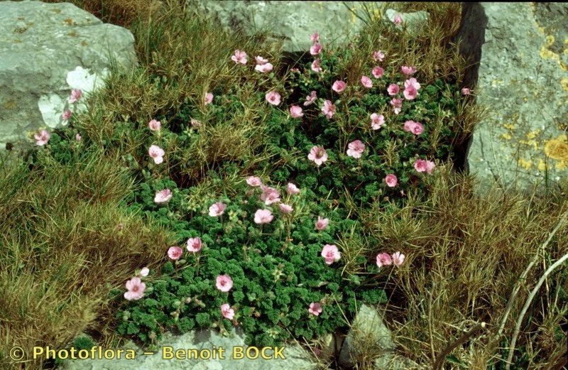 Taken Apr 15, 1998 by Photoflora - Benoit BOCK (©)