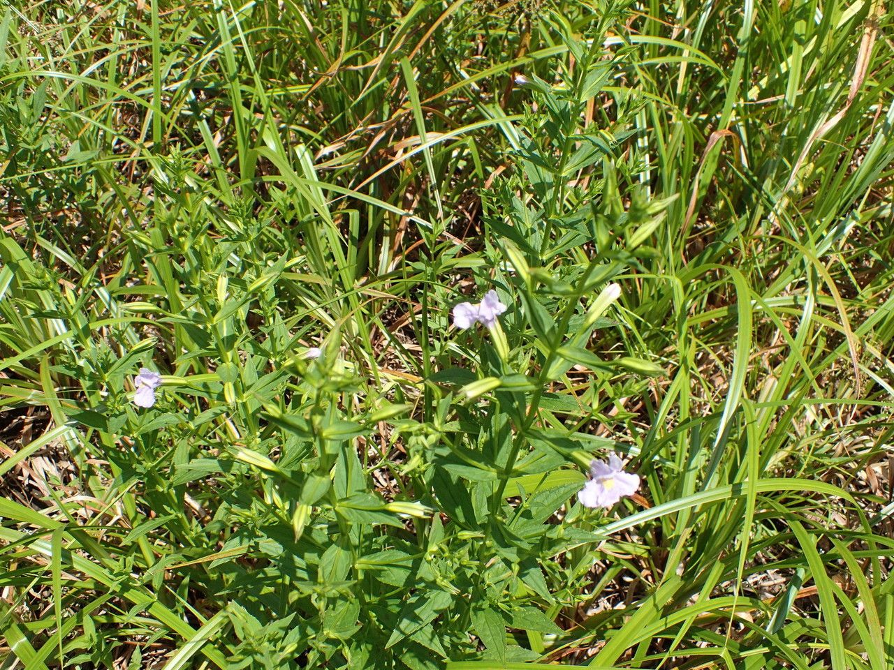 Plant Image 1