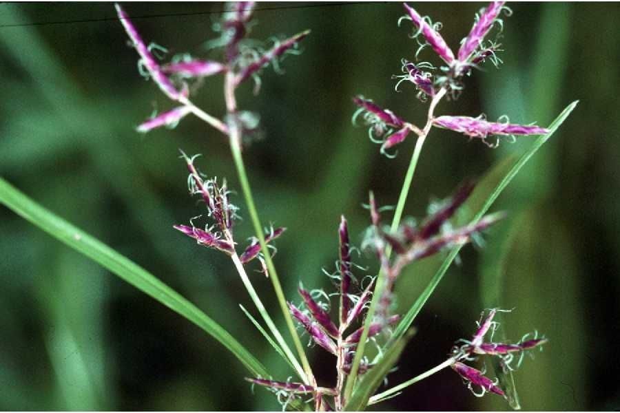 Taken Jan 1, 1900 by EOL − USDA NRCS Wetland Science Institute. (public)