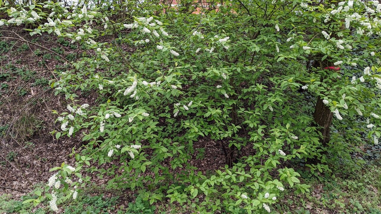 European bird cherry