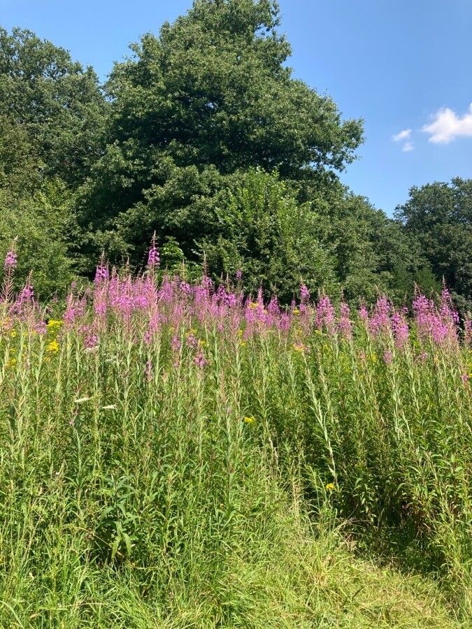 Rosebay willowherb