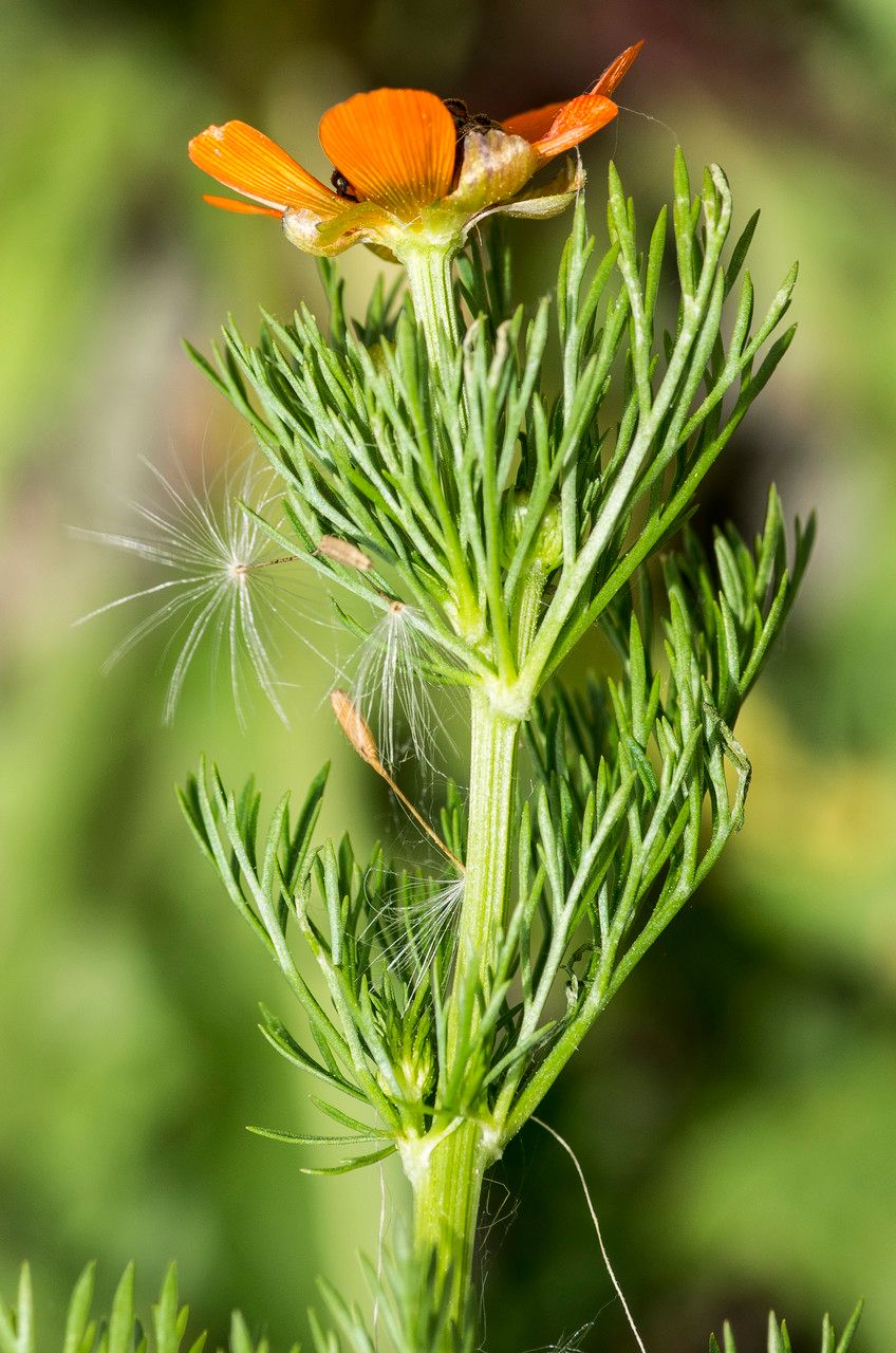 Taken Jun 9, 2014 by Tela Botanica − Jean-Jacques HOUDRÉ (cc-by-sa)