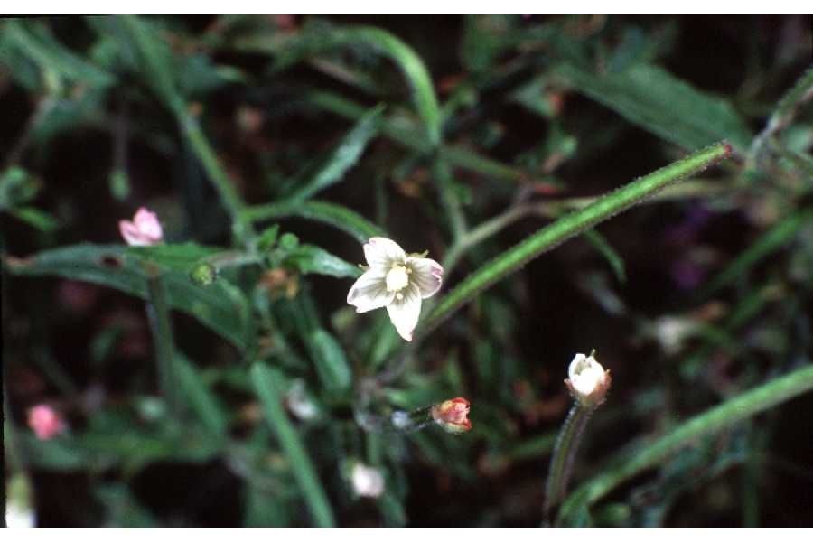 Taken Jan 1, 1900 by EOL − USDA NRCS Wetland Science Institute. (public)