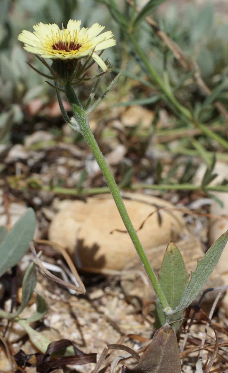 Taken May 12, 2014 by Tela Botanica − Liliane Roubaudi (cc-by-sa)