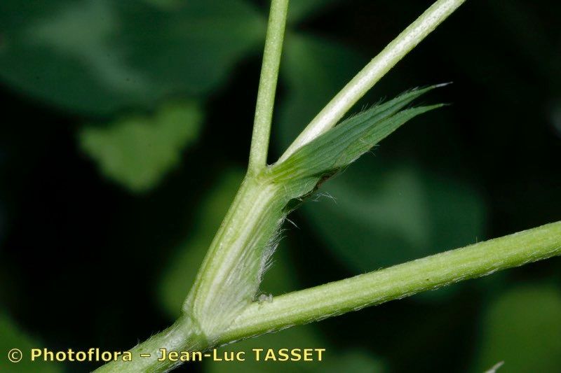 Taken Aug 15, 2009 by Photoflora - Jean-Luc TASSET (©)