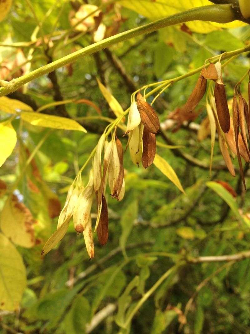 Taken Sep 25, 2014 by Tela Botanica − Pierre Bonnet (cc-by-sa)